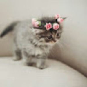 Meet your Posher, Sugarkit